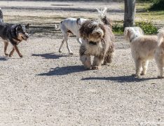 Un grupo de perros conociéndose
