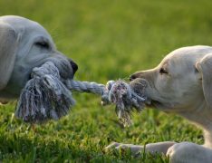 Dos cachorros jugando
